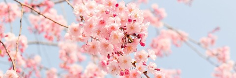 Foto de cabeçalho do OnlyFans aimeemay