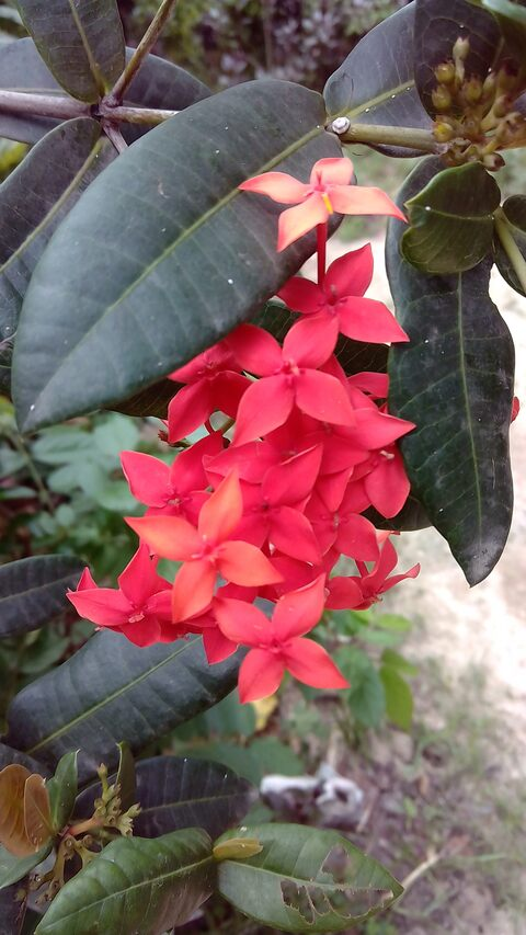 Immagine dell'intestazione OnlyFans aletta