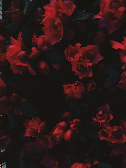 OnlyFans header picture alyssaloveslingerie