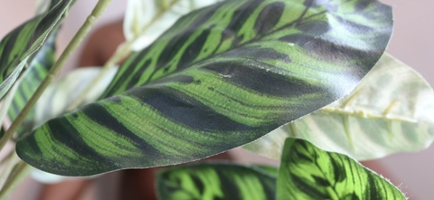 OnlyFans Header Bild averyabarafree