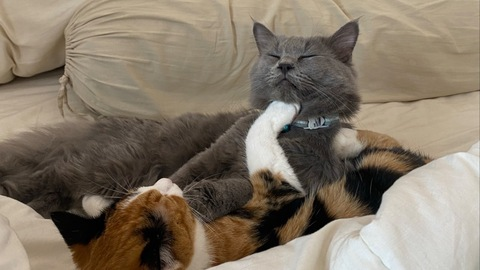 OnlyFans हेडर चित्र bbfaz