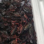 Foto do perfil do OnlyFans bbobbyle20