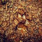 ओन्लीफैंस प्रोफ़ाइल तस्वीर bitingthedust3