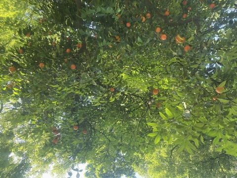 AlleenFans kopafbeelding blinkxfree