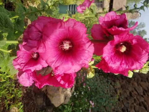 AlleenFans kopafbeelding buddingroselia