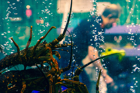 OnlyFans Header Bild cannibalismvarietyhour