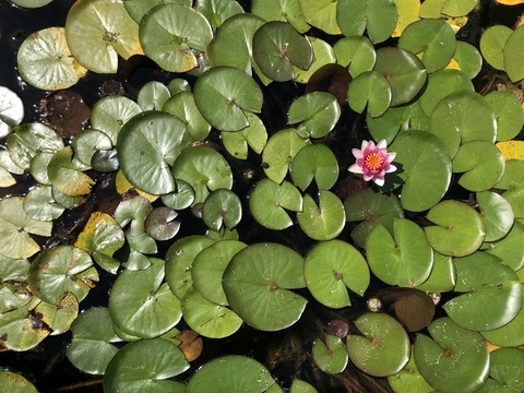 Obraz w nagłówku OnlyFans catsncake