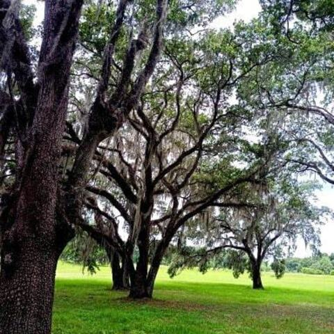 Immagine dell'intestazione OnlyFans cliff