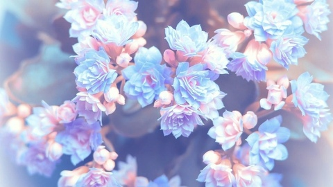 OnlyFans Header Bild collectorqueen