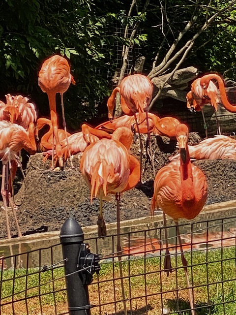 صورة رأس OnlyFans corabell00