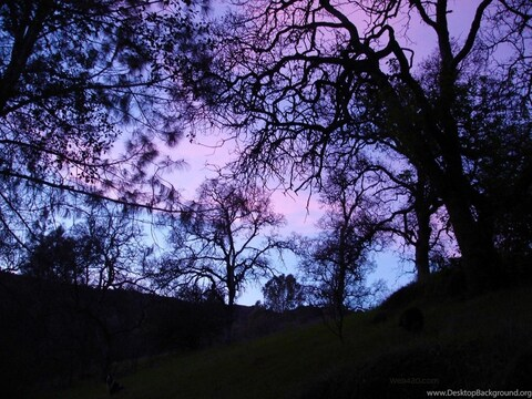 AlleenFans kopafbeelding cutelilkitten