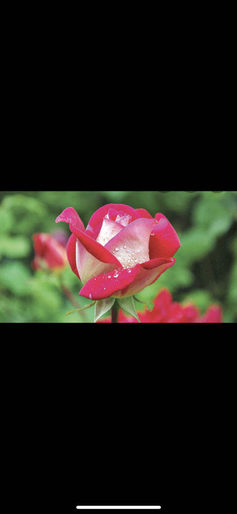 AlleenFans kopafbeelding damnnssandy_