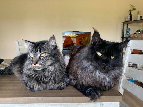 Immagine dell'intestazione OnlyFans demon