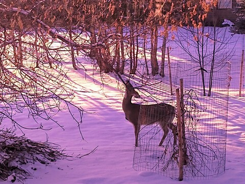 AlleenFans kopafbeelding eelet