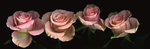 OnlyFansのヘッダー画像 emilyy_rose