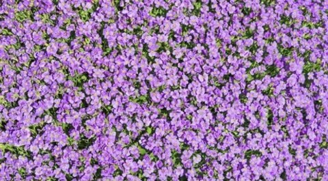 OnlyFans header picture estefaniaomg