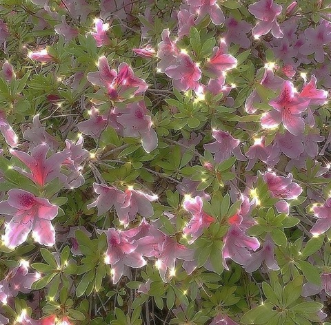 OnlyFans Header Bild faeriebite