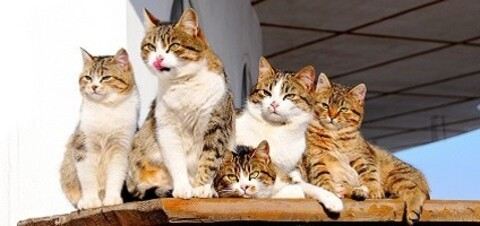 Obraz w nagłówku OnlyFans fatcatttttttttt