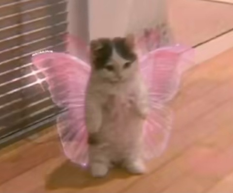 Gambar header OnlyFans fiorellagg