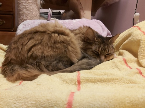 OnlyFans हेडर चित्र galaximoss