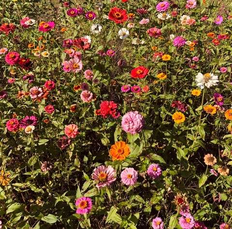 Картинка шапки OnlyFans gardenofnikk