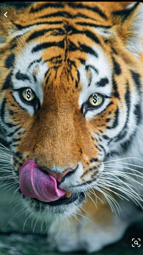 Obraz w nagłówku OnlyFans geenahhoe