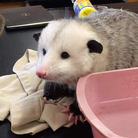 Картинка шапки OnlyFans gremlynne