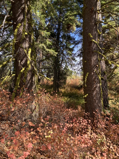 Снимка на заглавието на OnlyFans harperthefox