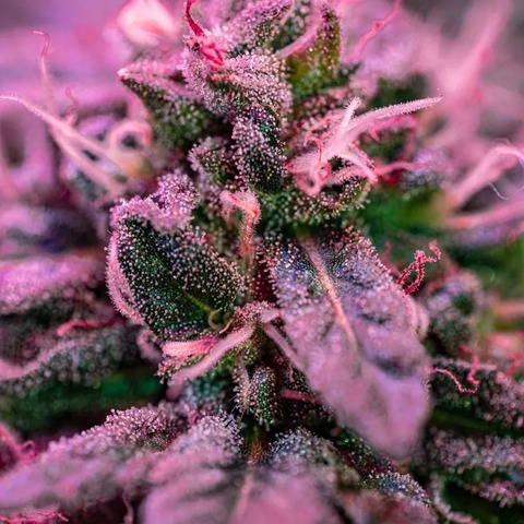 Снимка на заглавието на OnlyFans heyitsmissa