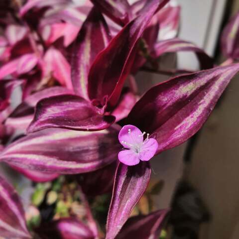 OnlyFans हेडर चित्र ihanaisa