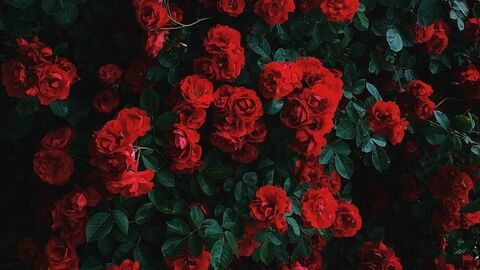 AlleenFans kopafbeelding itszararose