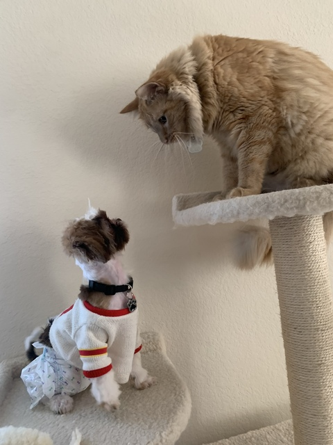 OnlyFansのヘッダー画像 ivyerino