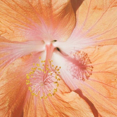 Obraz w nagłówku OnlyFans jadecardenascc