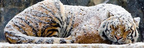 Immagine dell'intestazione OnlyFans jiangengz