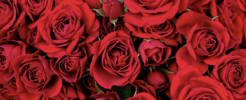 OnlyFans Header Bild justsomegirl25