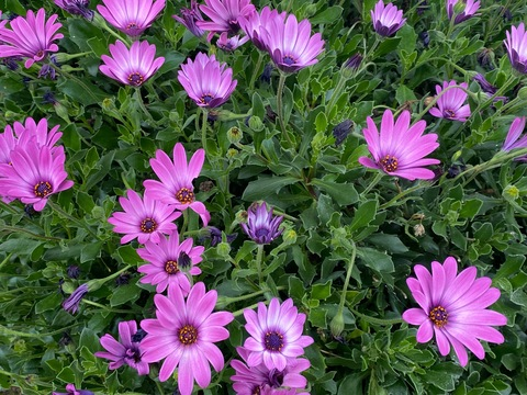 OnlyFans हेडर चित्र karensitasexy