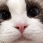 OnlyFans 프로필 사진 kiittwy