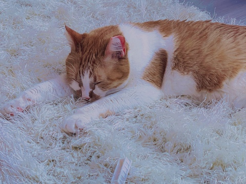 OnlyFans हेडर चित्र leanalovings