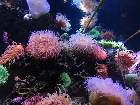 Foto de cabeçalho do OnlyFans lilfang420