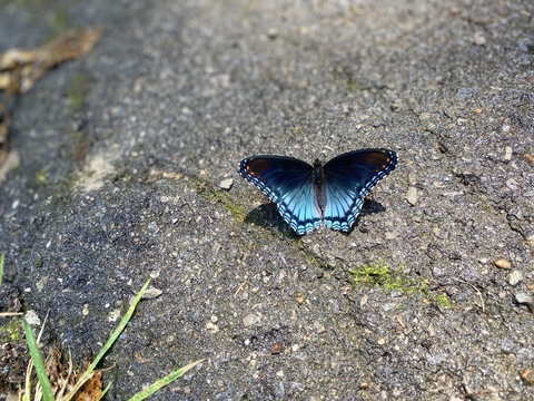 Immagine dell'intestazione OnlyFans lillybabeee17