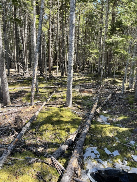 صورة رأس OnlyFans lladventures