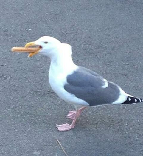 OnlyFans हेडर चित्र maiyajay