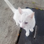 OnlyFans profile picture mamaciitta