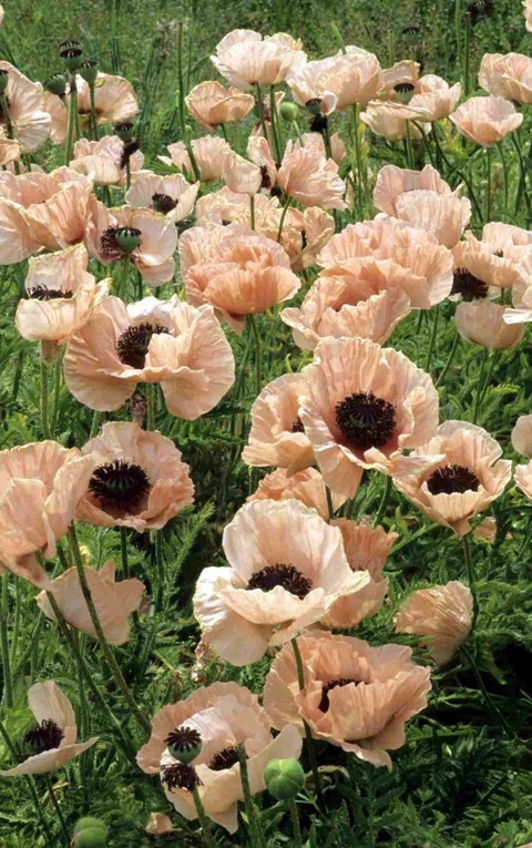 Imagen de encabezado de OnlyFans de meah.mae