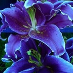 ओन्लीफैंस प्रोफ़ाइल तस्वीर midnightxena