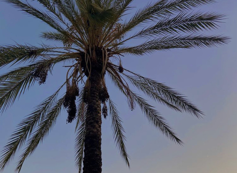 OnlyFans हेडर चित्र misslemonhotcheetoz