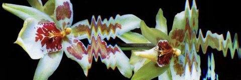 OnlyFans Header Bild mochimochisosweet