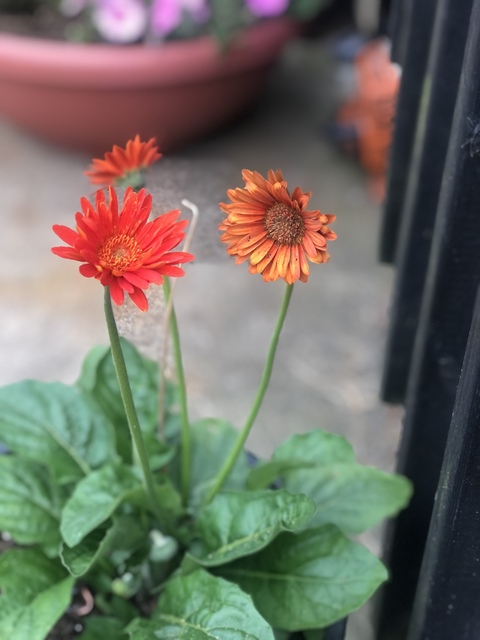 오직 팬들만 볼 수 있는 ms.sweetmonroe의 헤더 사진