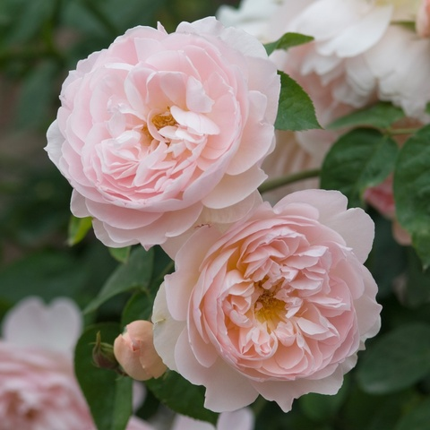 OnlyFans Header Bild mszodah