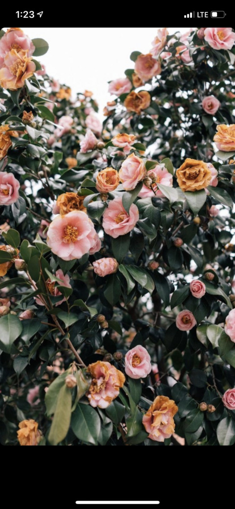 Gambar header OnlyFans ohheyitsivy